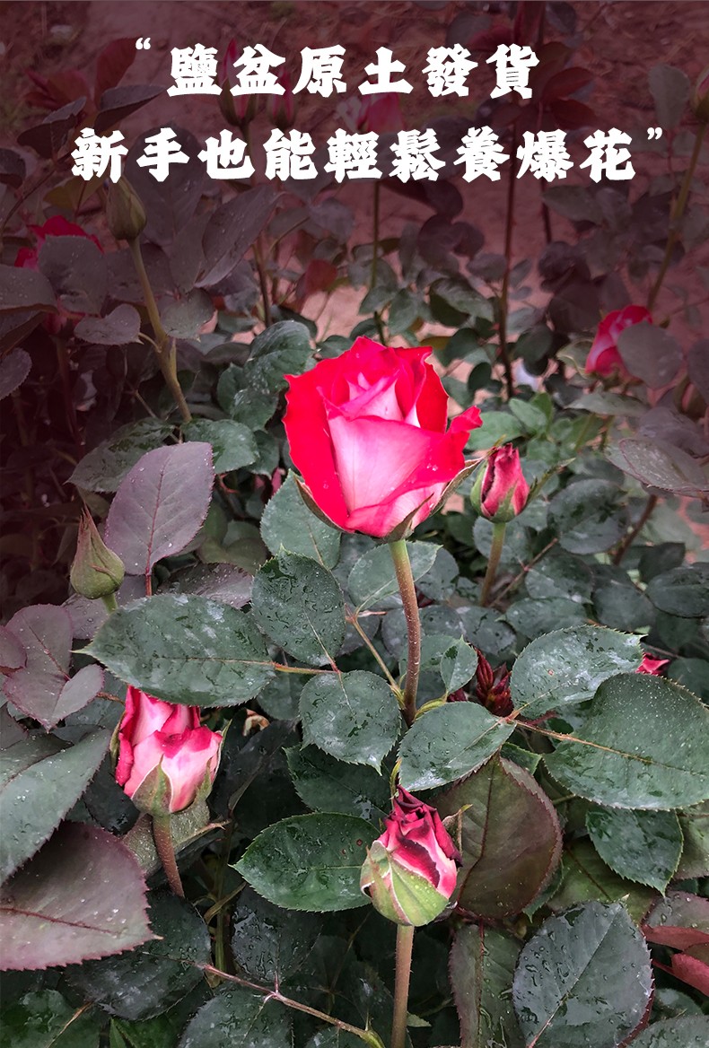 1742452939951521.jpg 5.jpg