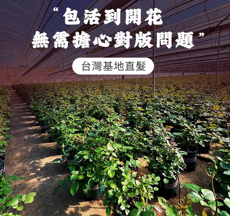 1742454645515887.jpg 6.jpg