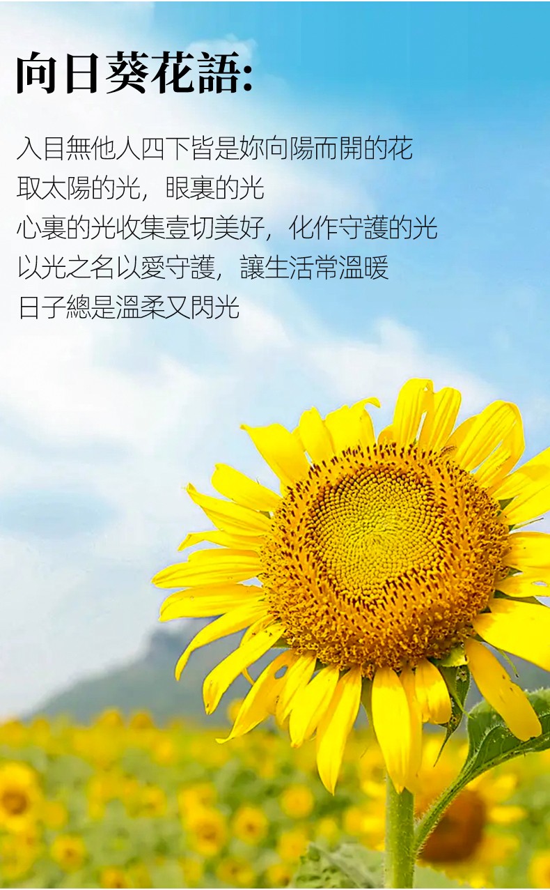 3朵向日葵-790px_08.jpg
