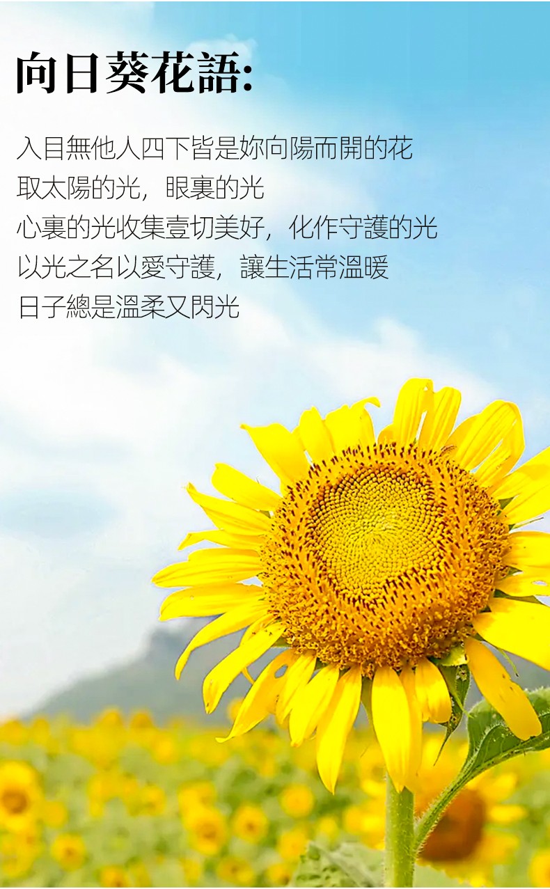 2朵向日葵-790px_08.jpg