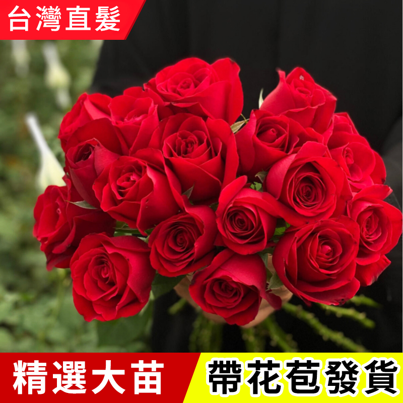玫瑰花鮮花台灣基地直髮家用插花卉盆栽鮮切花多头荔枝玫瑰四季開花濃香老樁綠植物
