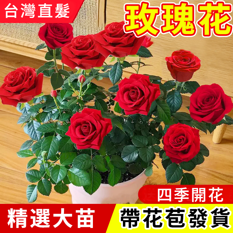 玫瑰花鮮花台灣基地直髮家用插花卉盆栽鮮切花多头荔枝玫瑰四季開花濃香老樁綠植物