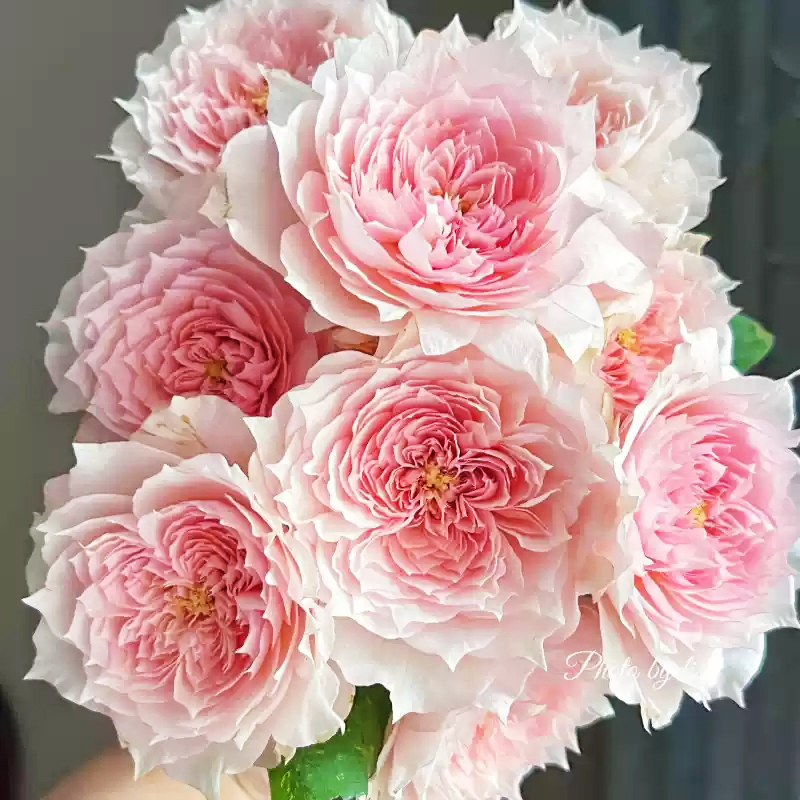 玫瑰花鮮花台灣基地直髮家用插花卉盆栽鮮切花多头荔枝玫瑰四季開花濃香老樁綠植物