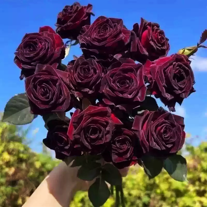 玫瑰花鮮花台灣基地直髮家用插花卉盆栽鮮切花多头荔枝玫瑰四季開花濃香老樁綠植物