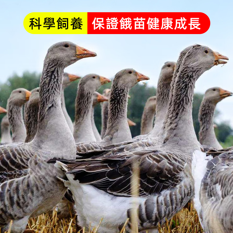 法式刺身紅酒鵝肝即食生鮮法式紅酒鵝肝台灣同城配送